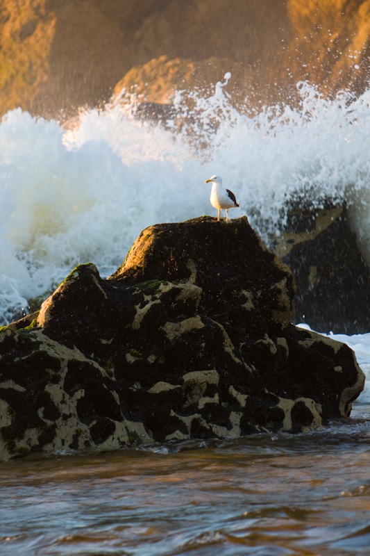 Waves Crashing Behind Kelp Gull On Rock